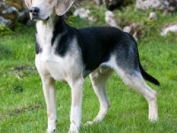 chien_courant_norvegien_-_dunker_20211129_1413474241